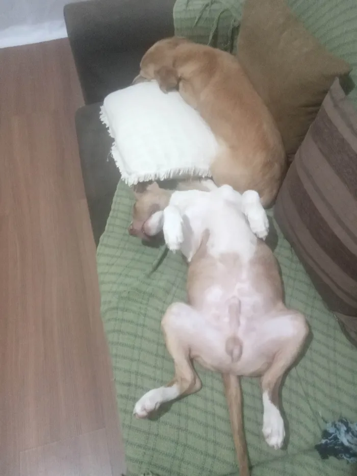 Cachorro raça Vira lata com Pitbull  idade 2 a 6 meses nome Guri 