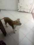 Guri 