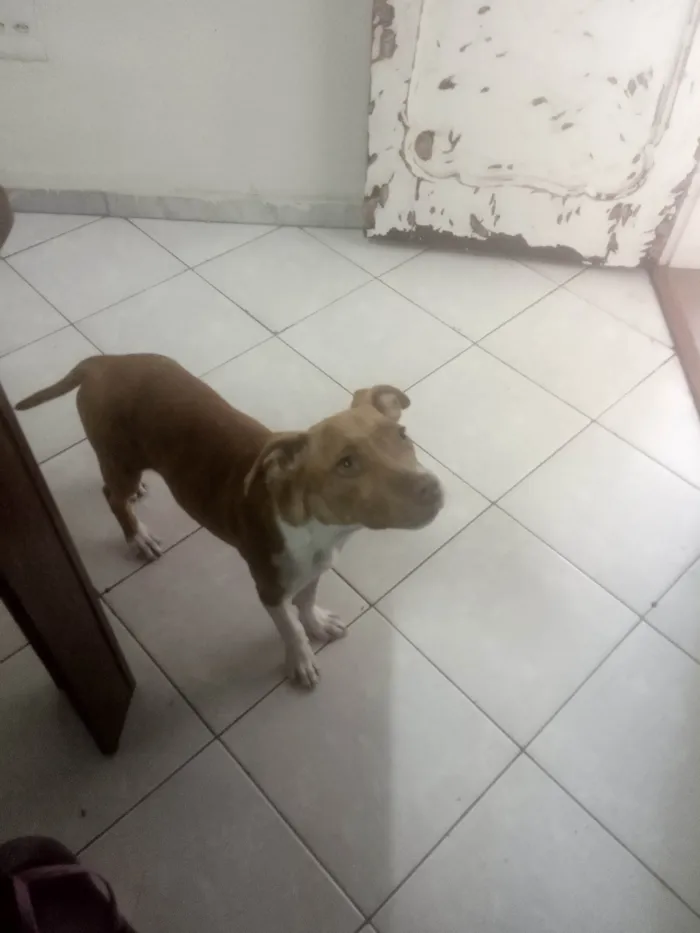 Cachorro raça Vira lata com Pitbull  idade 2 a 6 meses nome Guri 