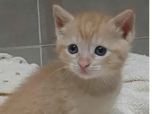 Gato raça SRD-ViraLata idade Abaixo de 2 meses nome Sem nome