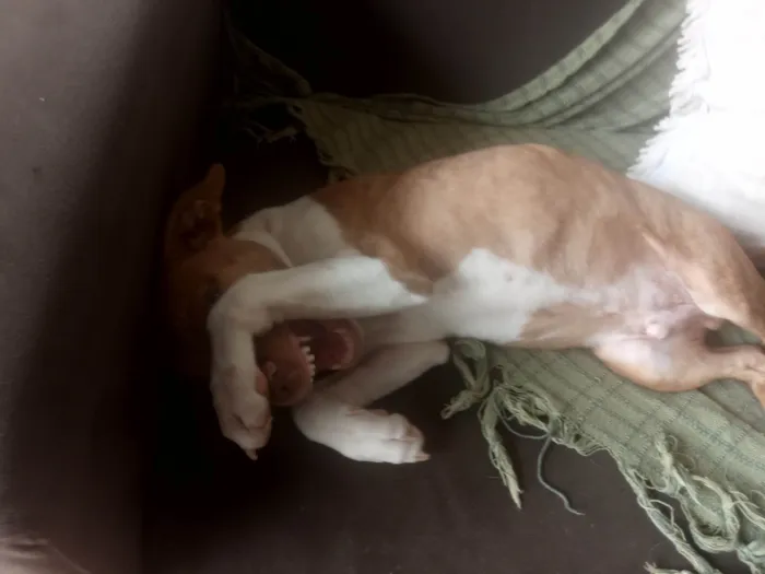 Cachorro raça Vira lata com Pitbull  idade 2 a 6 meses nome Guri 