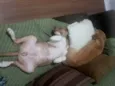 Guri 