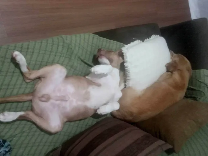 Cachorro raça Vira lata com Pitbull  idade 2 a 6 meses nome Guri 