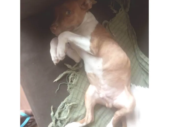 Cachorro raça Vira lata com Pitbull  idade 2 a 6 meses nome Guri 