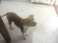 Guri 