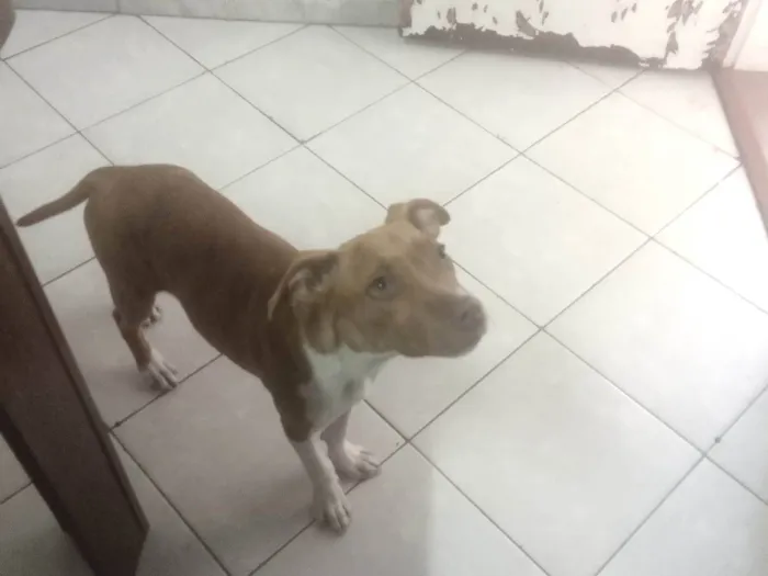 Cachorro raça Vira lata com Pitbull  idade 2 a 6 meses nome Guri 