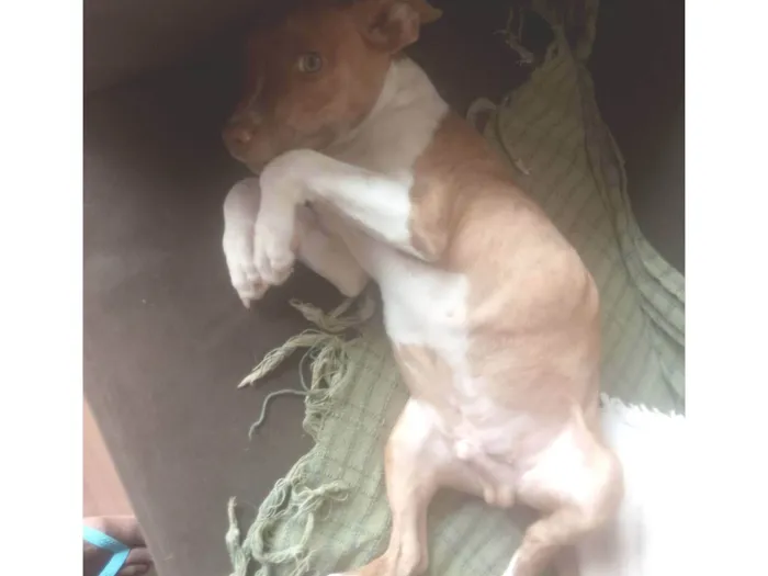 Cachorro raça Vira lata com Pitbull  idade 2 a 6 meses nome Guri 