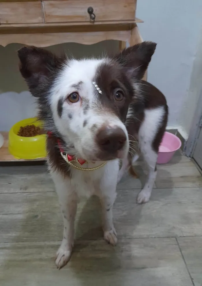 Cachorro ra a SRD-ViraLata idade 1 ano nome Zoe