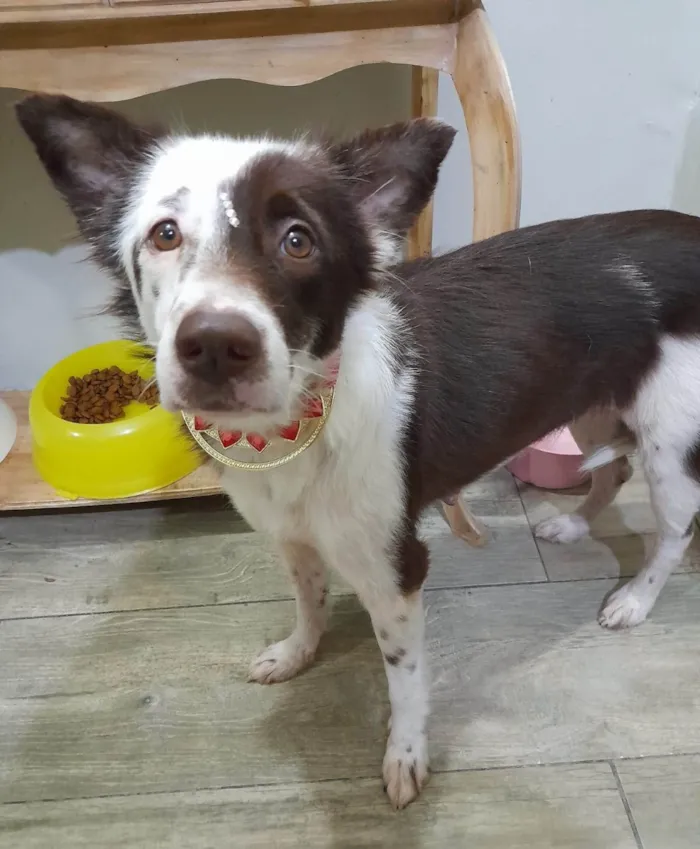 Cachorro ra a SRD-ViraLata idade 1 ano nome Zoe