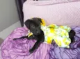 Kiara e akira