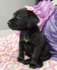 Kiara e akira