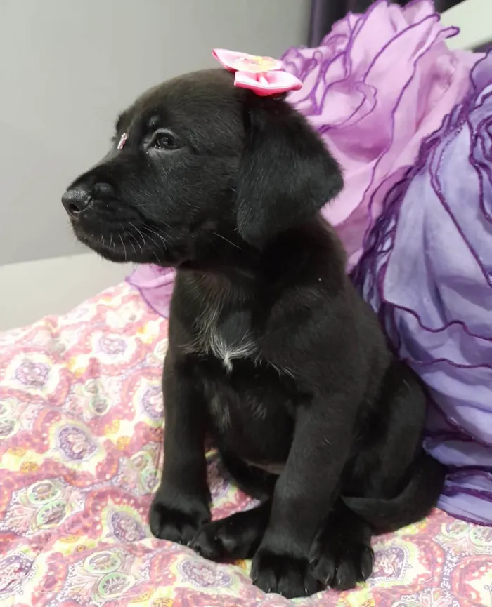 Cachorro ra a SRD-ViraLata idade 2 a 6 meses nome Kiara e akira