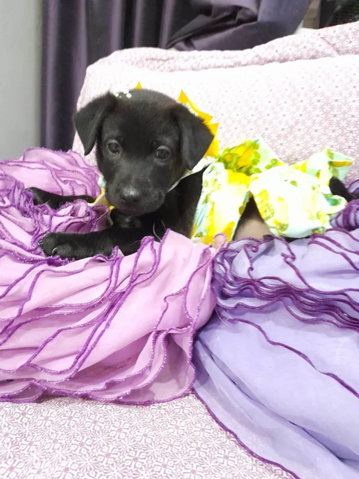 Cachorro ra a SRD-ViraLata idade 2 a 6 meses nome Kiara e akira