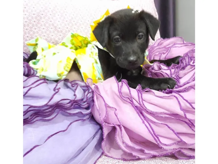 Cachorro ra a SRD-ViraLata idade 2 a 6 meses nome Kiara e akira