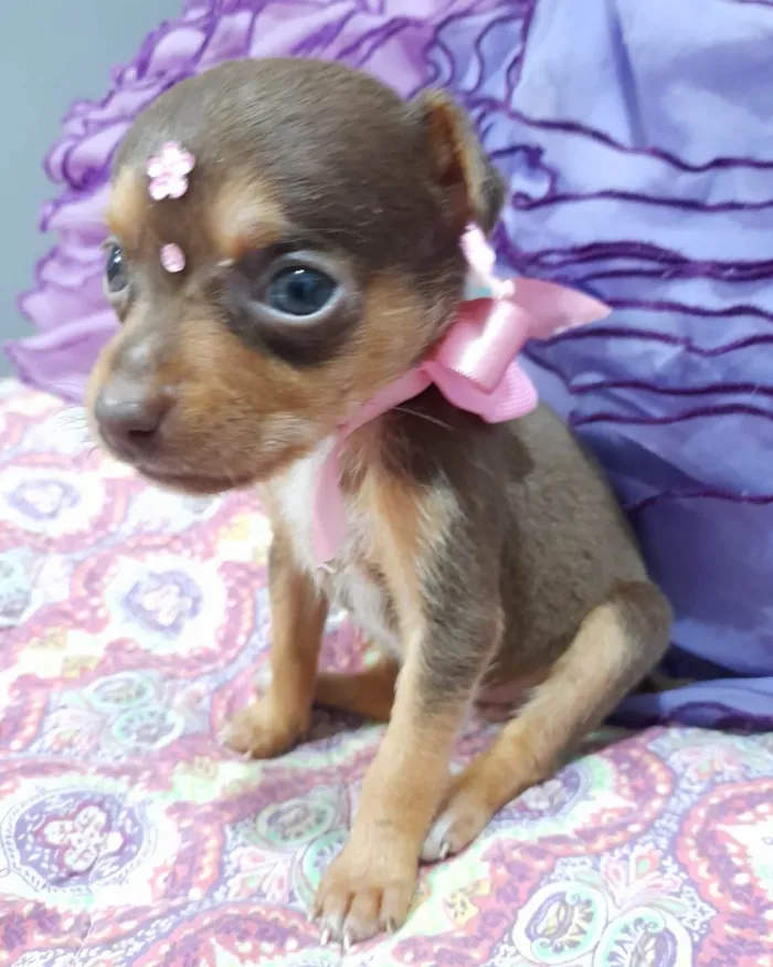 Cachorro ra a SRD-ViraLata idade Abaixo de 2 meses nome Filhotes 40 dias
