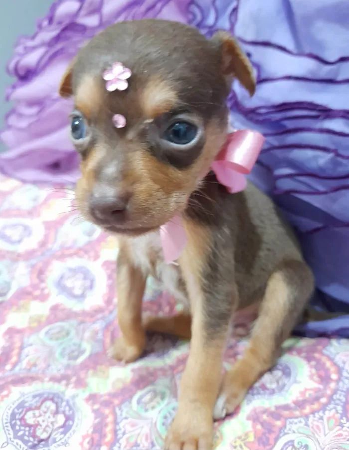 Cachorro ra a SRD-ViraLata idade Abaixo de 2 meses nome Filhotes 40 dias