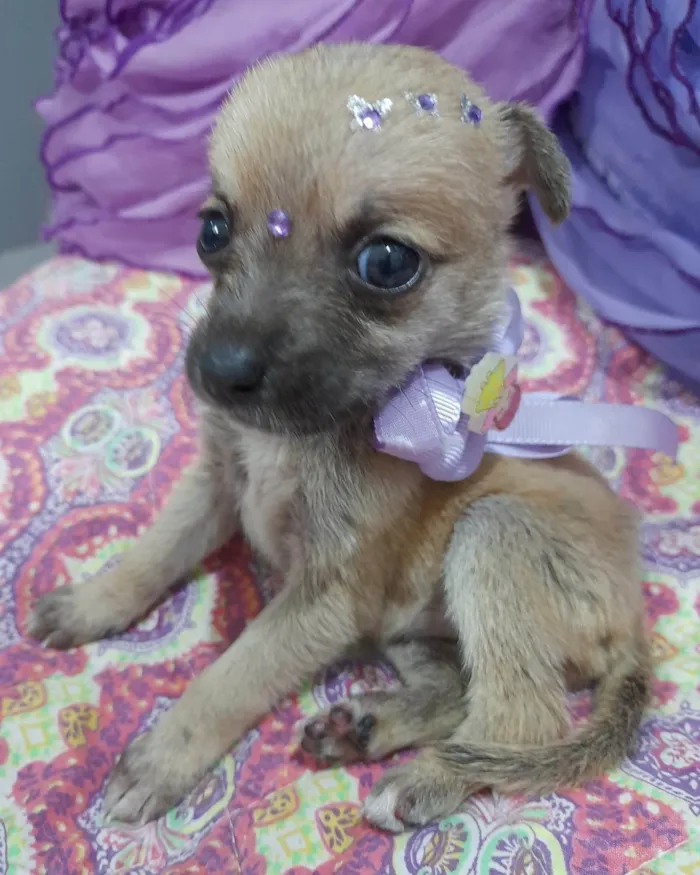 Cachorro ra a SRD-ViraLata idade Abaixo de 2 meses nome Filhotes 40 dias