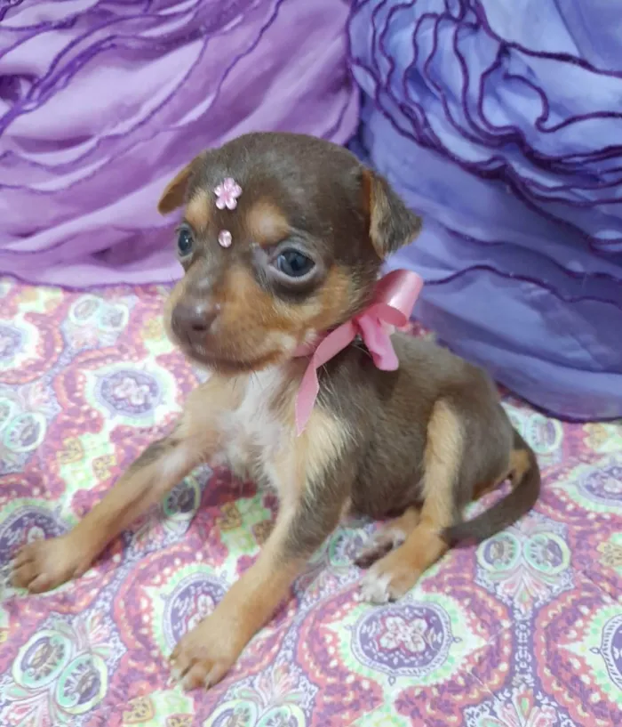 Cachorro ra a SRD-ViraLata idade Abaixo de 2 meses nome Filhotes 40 dias