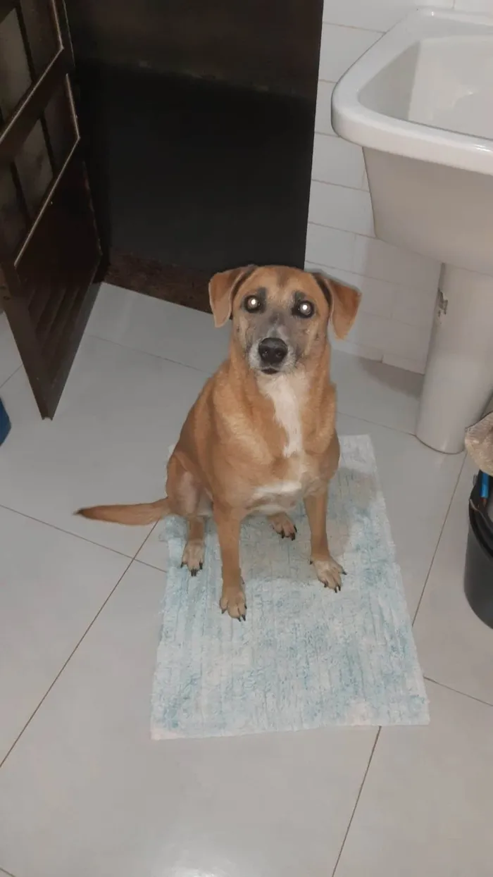 Cachorro ra a SRD-ViraLata idade 5 anos nome Mabel