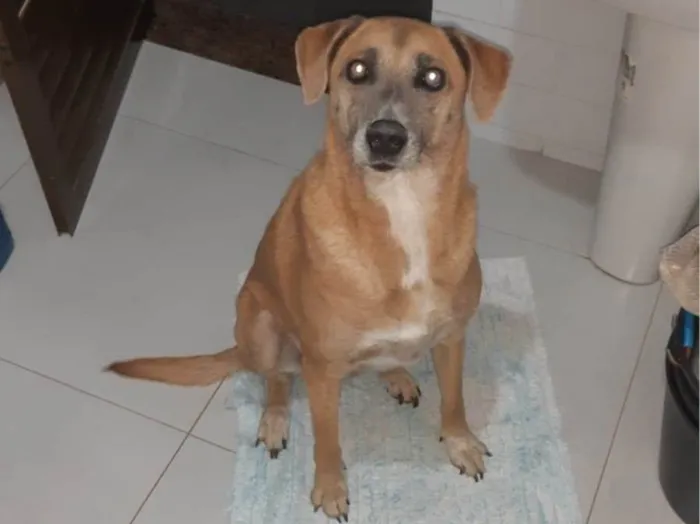 Cachorro ra a SRD-ViraLata idade 5 anos nome Mabel