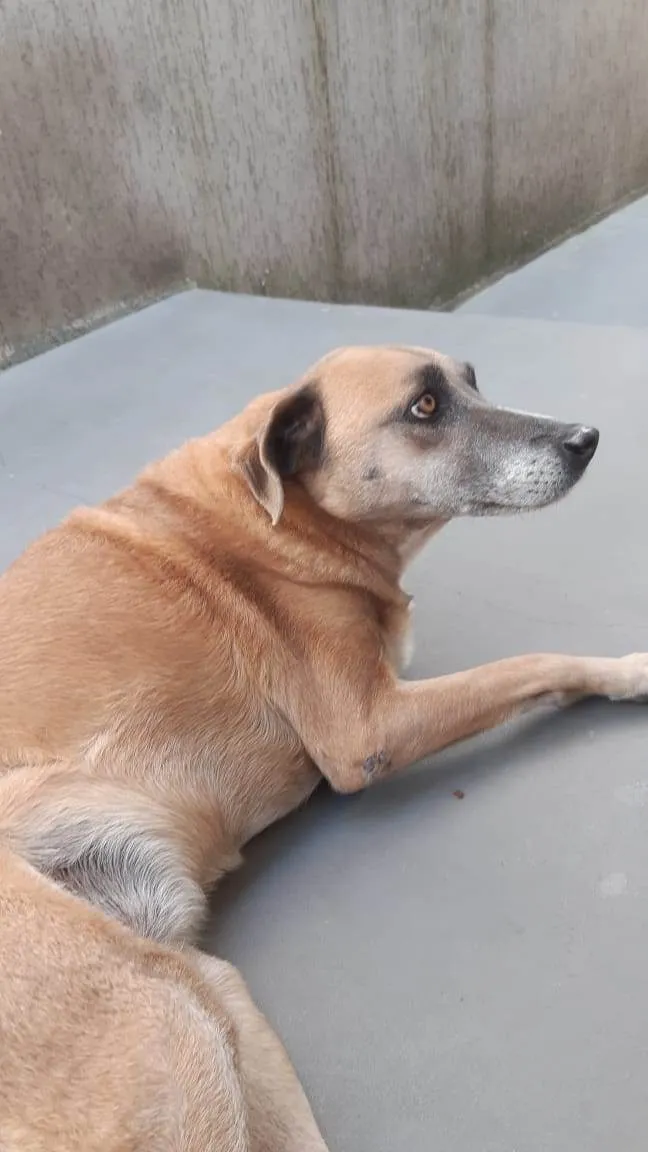 Cachorro ra a SRD-ViraLata idade 5 anos nome Mabel