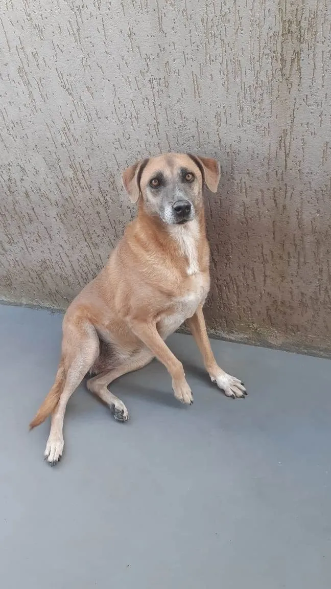 Cachorro ra a SRD-ViraLata idade 5 anos nome Mabel