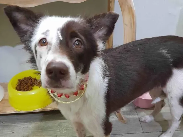 Cachorro ra a SRD-ViraLata idade 1 ano nome Zoe