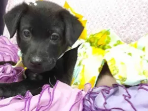 Cachorro raça SRD-ViraLata idade 2 a 6 meses nome Kiara e akira