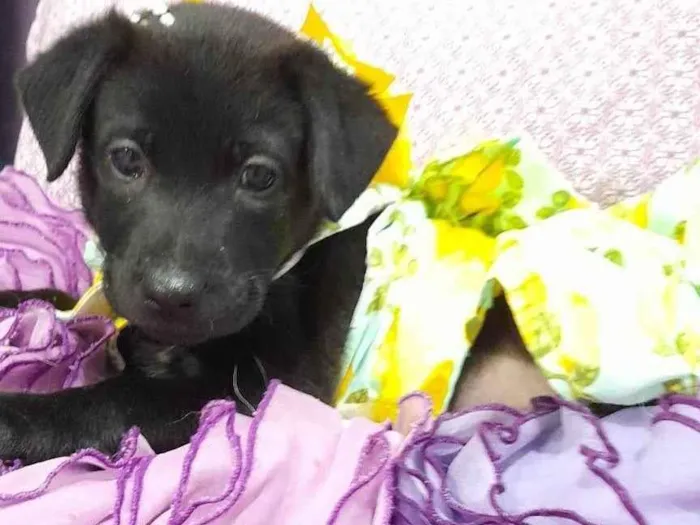 Cachorro ra a SRD-ViraLata idade 2 a 6 meses nome Kiara e akira