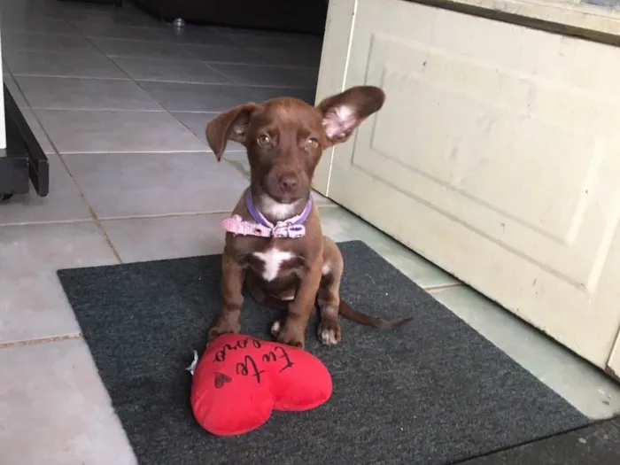 Cachorro ra a SRD-ViraLata idade 2 a 6 meses nome Maggie