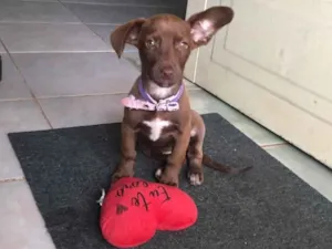 Cachorro raça SRD-ViraLata idade 2 a 6 meses nome Maggie