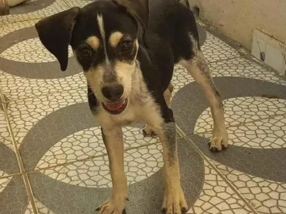 Cachorro raça SRD-ViraLata idade 2 a 6 meses nome Luli 