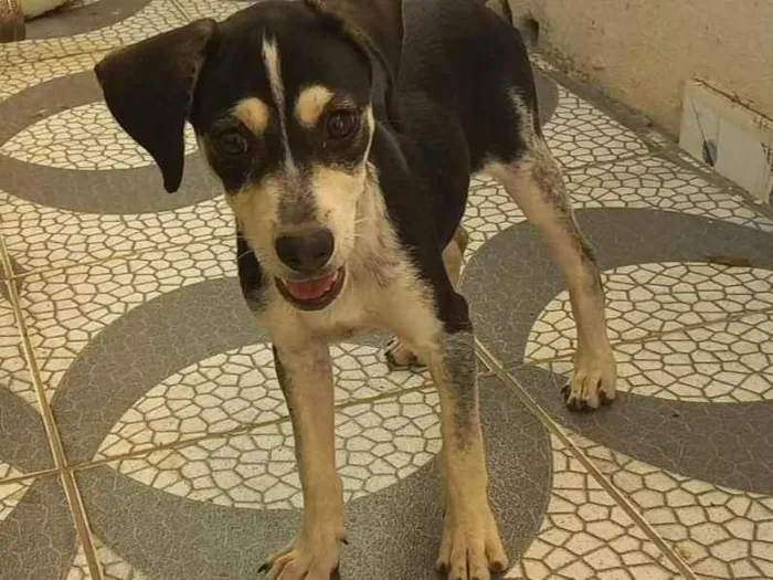 Cachorro ra a SRD-ViraLata idade 2 a 6 meses nome Luli 