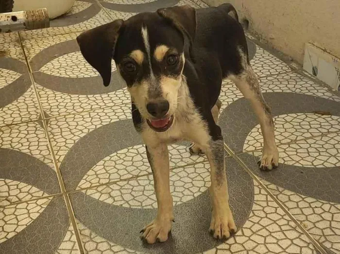 Cachorro ra a SRD-ViraLata idade 2 a 6 meses nome Luli 