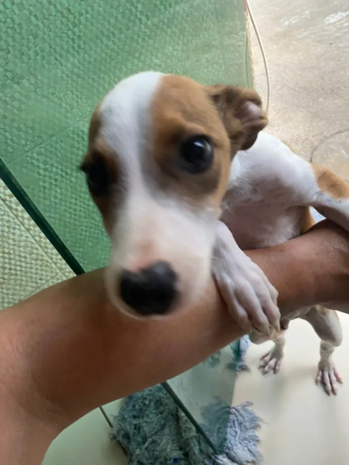 Cachorro raça SRD-ViraLata idade 2 a 6 meses nome Thor