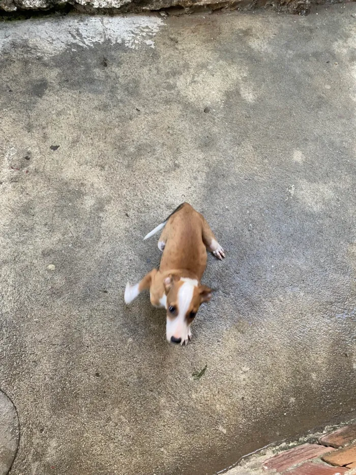 Cachorro raça SRD-ViraLata idade 2 a 6 meses nome Thor
