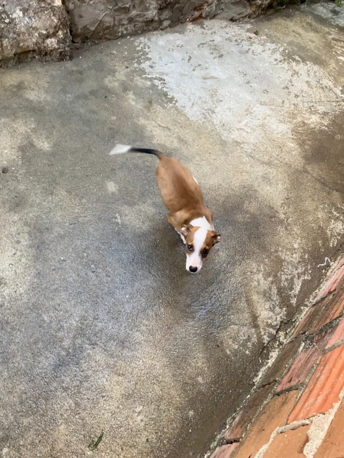 Cachorro raça SRD-ViraLata idade 2 a 6 meses nome Thor