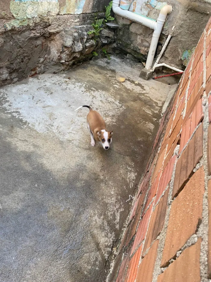 Cachorro raça SRD-ViraLata idade 2 a 6 meses nome Thor