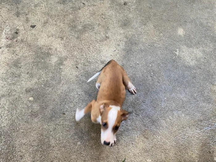 Cachorro raça SRD-ViraLata idade 2 a 6 meses nome Thor