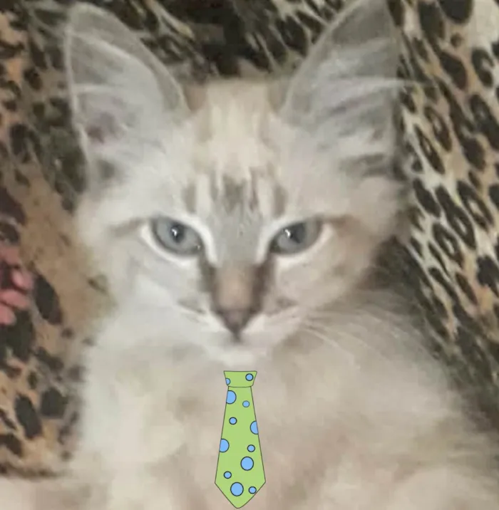 Gato ra a Mestico  idade 2 a 6 meses nome Pingo 