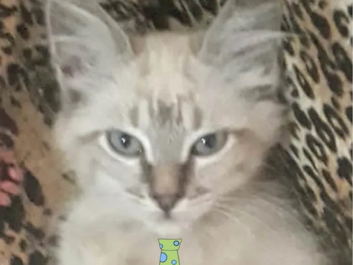 Gato ra a Mestico  idade 2 a 6 meses nome Pingo 
