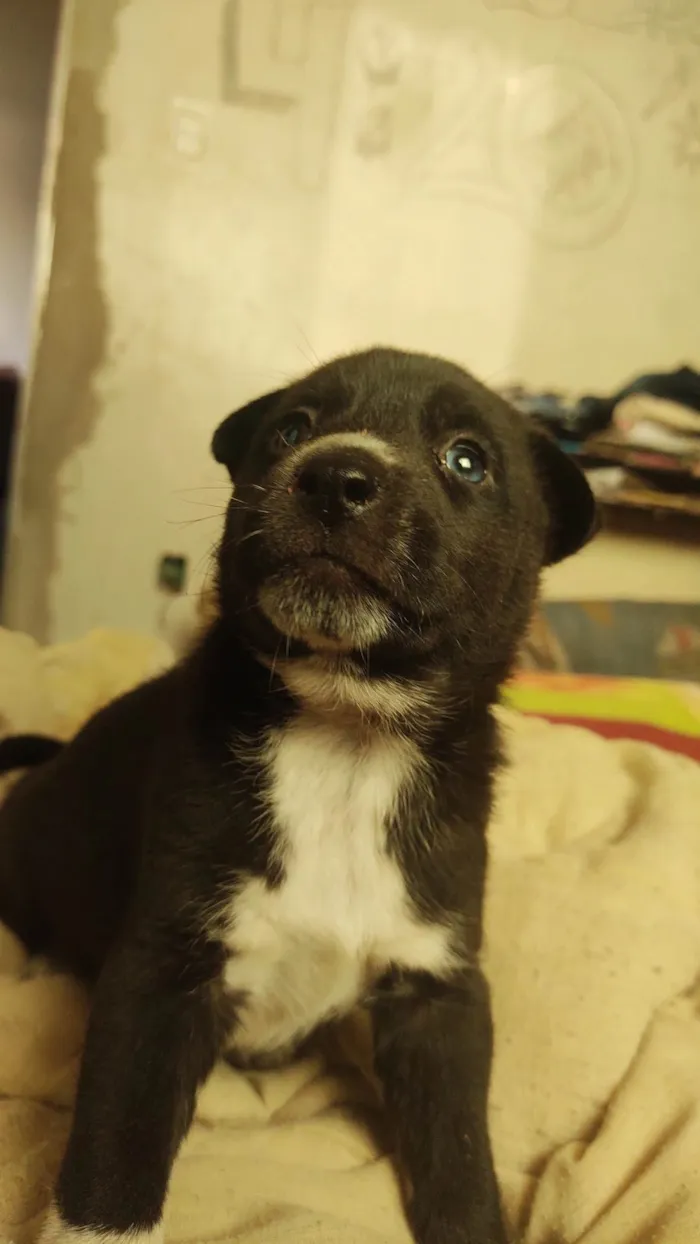 Cachorro ra a Husky siberiana e vira-lata. idade Abaixo de 2 meses nome Sem nome, você escolhe nome.