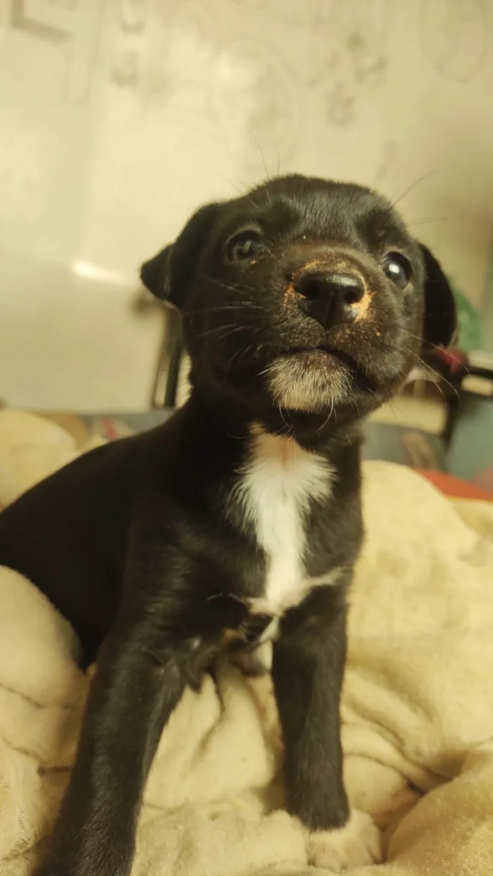 Cachorro ra a Husky siberiana e vira-lata. idade Abaixo de 2 meses nome Sem nome, você escolhe nome.