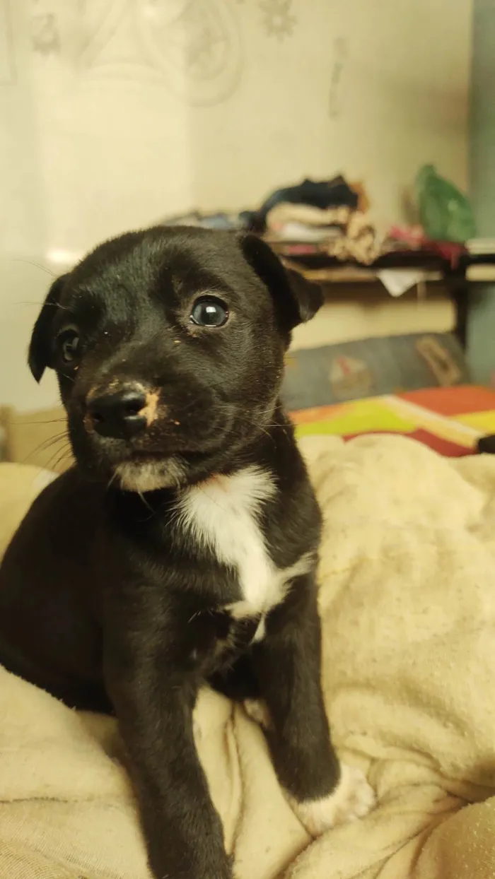 Cachorro ra a Husky siberiana e vira-lata. idade Abaixo de 2 meses nome Sem nome, você escolhe nome.