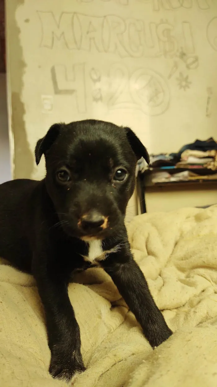 Cachorro ra a Husky siberiana e vira-lata. idade Abaixo de 2 meses nome Sem nome, você escolhe nome.