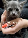 BEBÊS FELV+