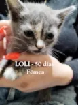 BEBÊS FELV+