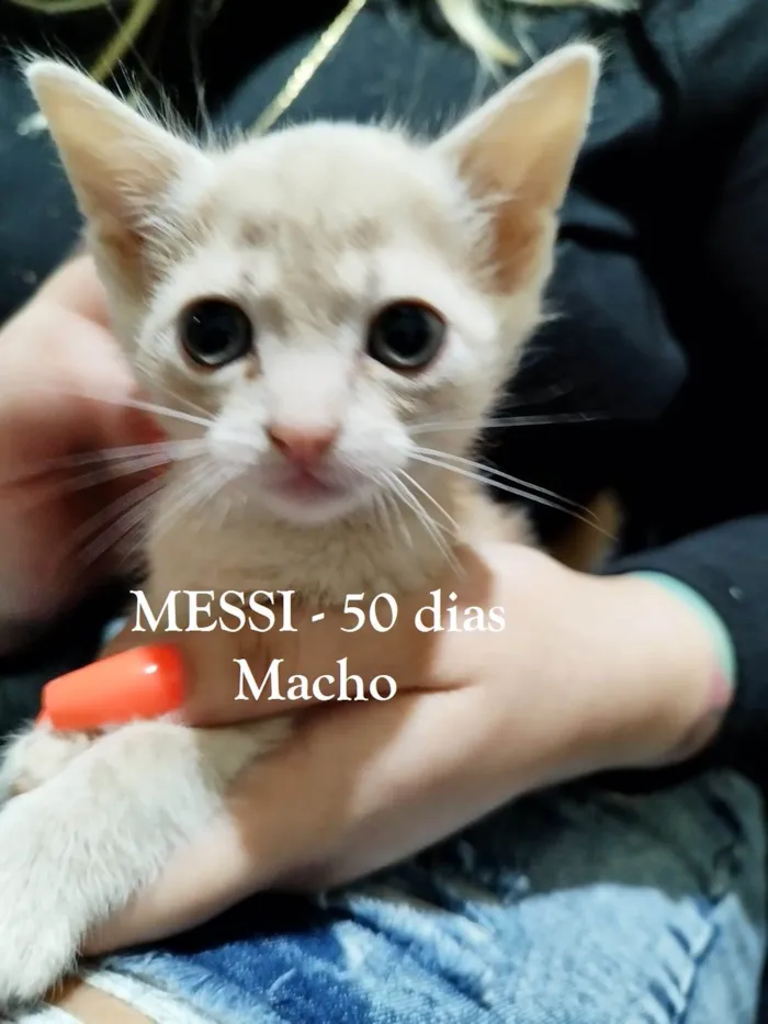 Gato ra a SRD-ViraLata idade Abaixo de 2 meses nome BEBÊS FELV+