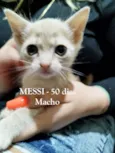 BEBÊS FELV+