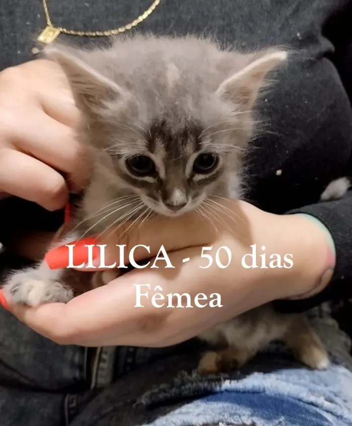 Gato ra a SRD-ViraLata idade Abaixo de 2 meses nome BEBÊS FELV+